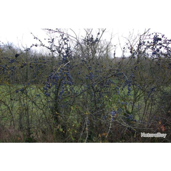 EPINE NOIRE POUR SOL CALCAIRE 1 KG - VILMORIN