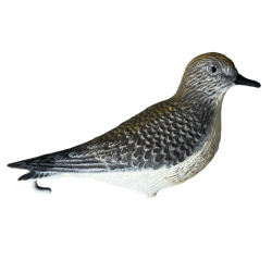 APPELANT PLUVIER DORE - 