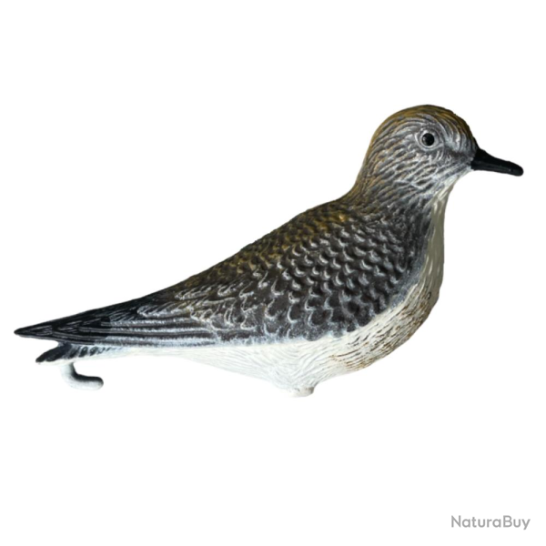 APPELANT PLUVIER DORE - 