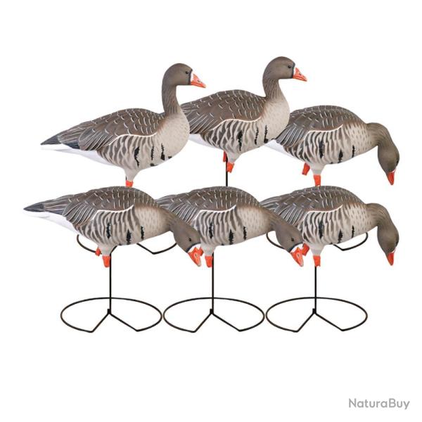 APPELANT OIE RIEUSE PG SUR PIED X 6 - GREENHEAD