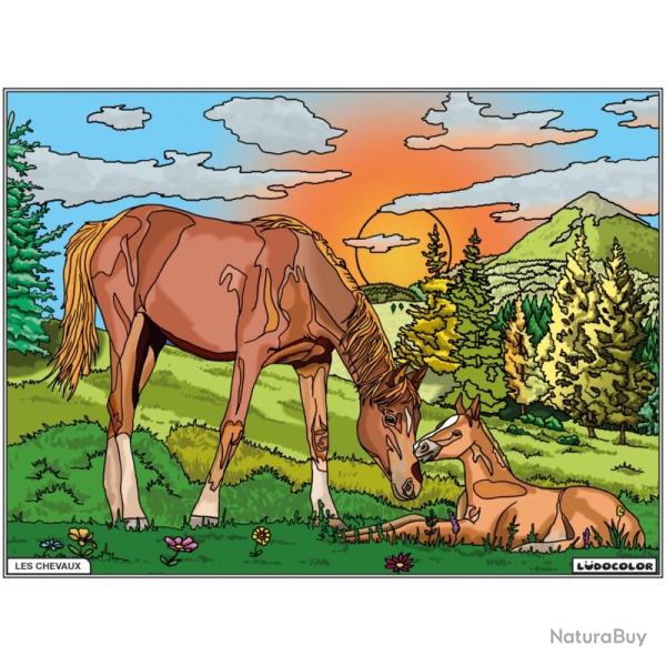 COLORIAGE JUMENT & POULAIN - LUDOCOLOR