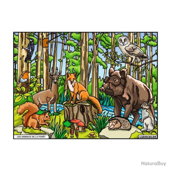 COLORIAGE LES ANIMAUX DE LA FORET - LUDOCOLOR