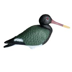 APPELANT PIE DE MER - 