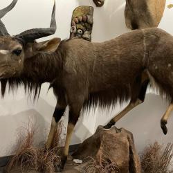 De divers pays d'Afrique,du Canada,et de Maurice beaux animaux naturalis&eacute;s