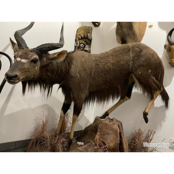 De divers pays d'Afrique,du Canada,et de Maurice beaux animaux naturalis�s