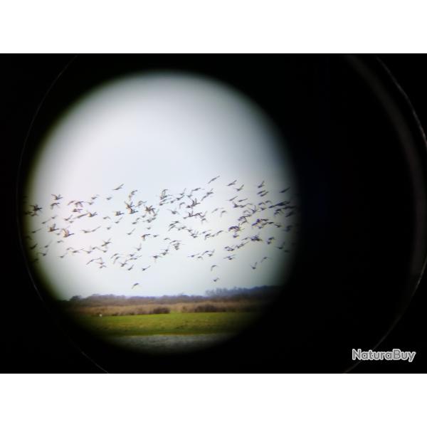 Sjours Chasse Argentine