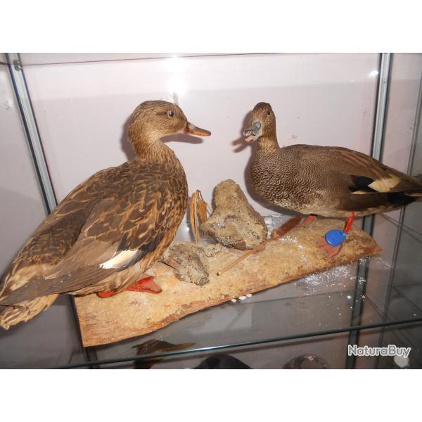 canards chipeau (couple)