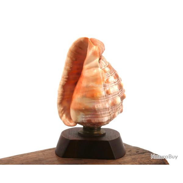 Lampe  poser, coquillage naturel et socle en bois, annes 60 / dcor nautique, salle de bain