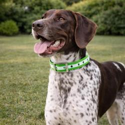 Collier pour chien vert phosphorescent 45 cm