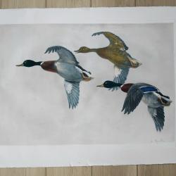 Gravure ancienne originale Canard.chasse