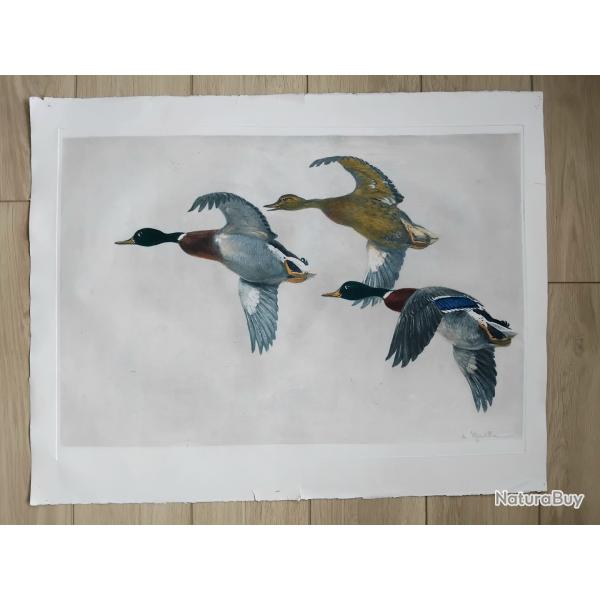 Gravure ancienne originale Canard.chasse