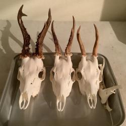 3 trophées de brocards