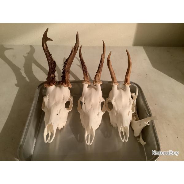 3 troph�es de brocards