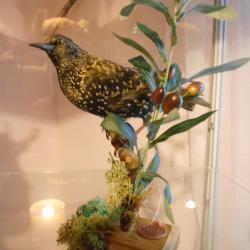 &eacute;tourneaux sansonnet