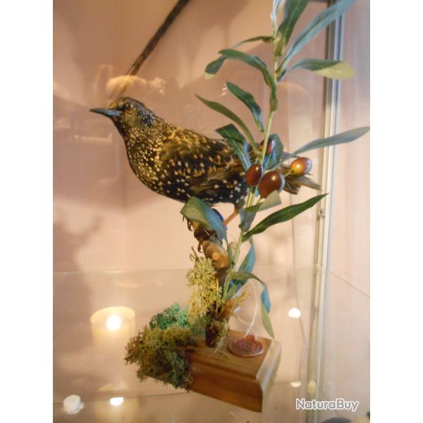 �tourneaux sansonnet