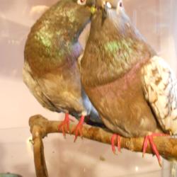 pigeons couple