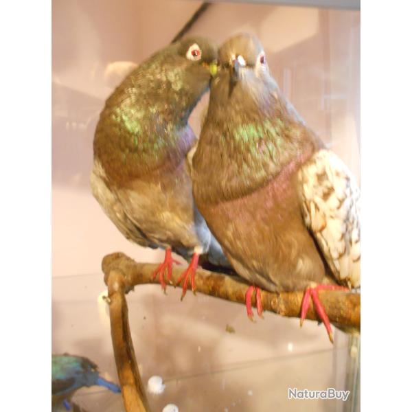 pigeons couple