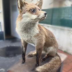 Renard empaill&eacute; naturalis&eacute;