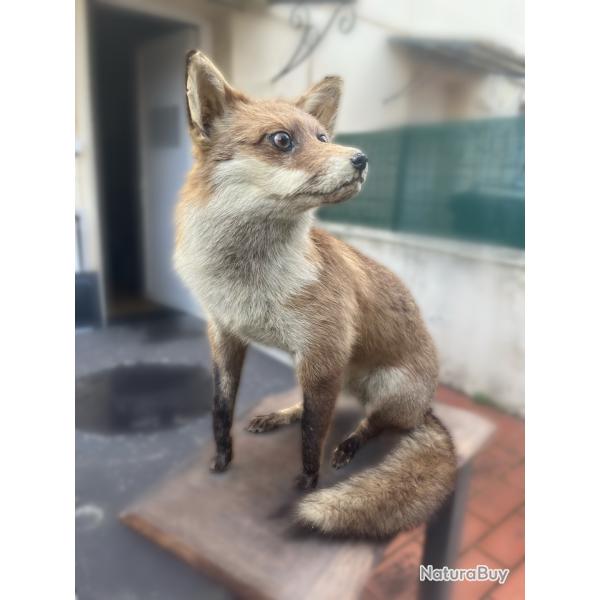 Renard empaill� naturalis�