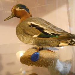 sarcelle d'hiver mâle