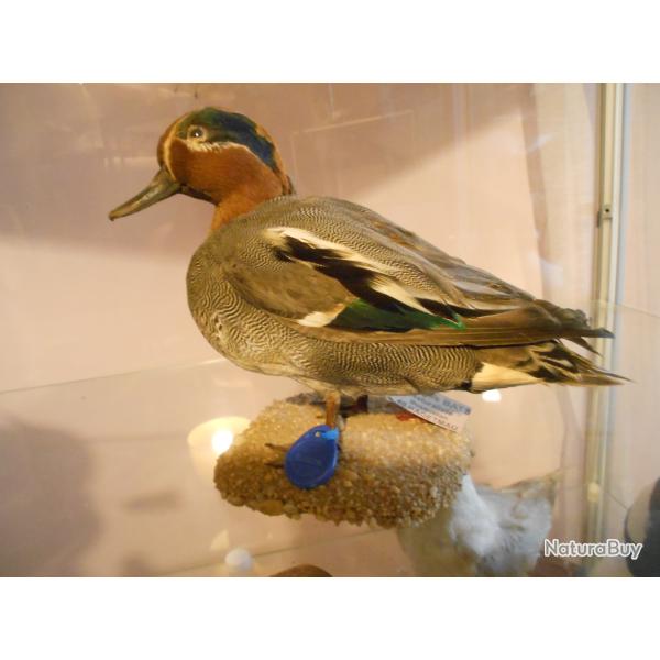 sarcelle d'hiver m�le