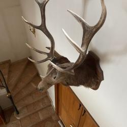 trophee chasse CERF 12 CORS