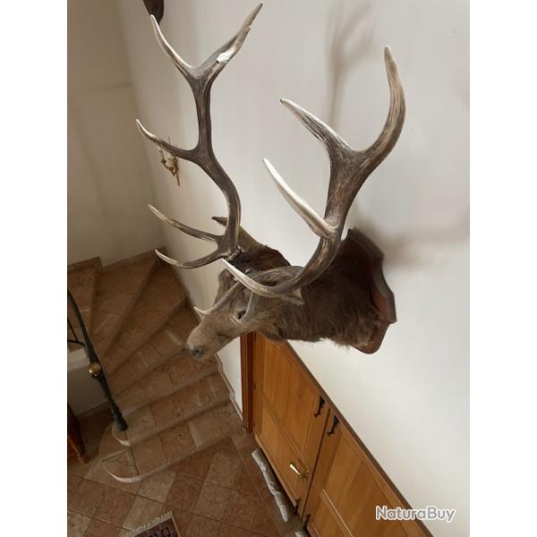 trophee chasse CERF 12 CORS