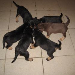 chiots croisés Fox , jagd terrier , teckel