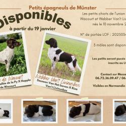 Chiots petit Munsterlander