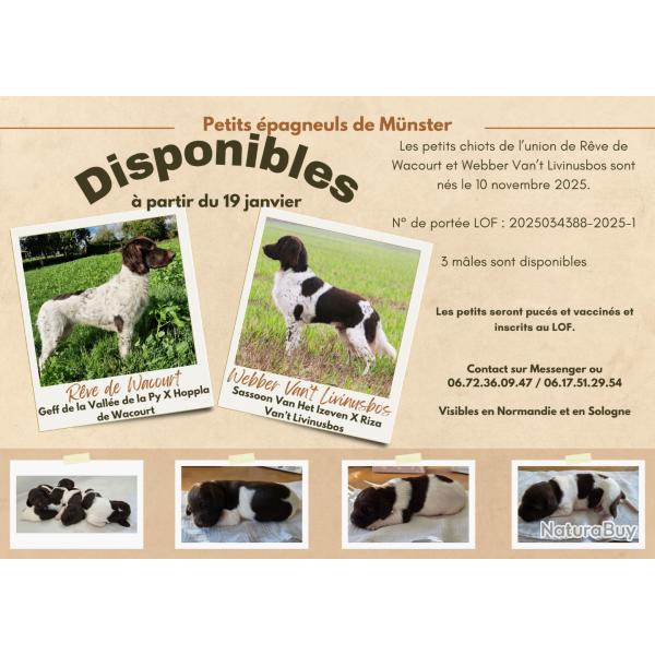Chiots petit Munsterlander