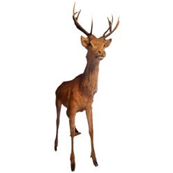 1 Cerfs élaphe + 1 Biche + 1 grand Faon, Spécimens naturalisés Entiers