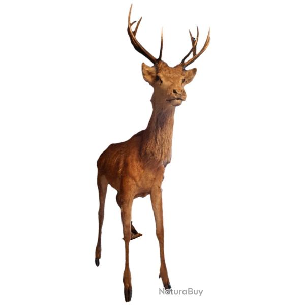 1 Cerfs �laphe + 1 Biche + 1 grand Faon, Sp�cimens naturalis�s Entiers