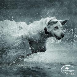 COLLIER SUPPLEMENTAIRE TEK 2.0 1.5