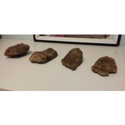 Fossile et minéraux trilobite collection antiquité lot animaux dinosaure