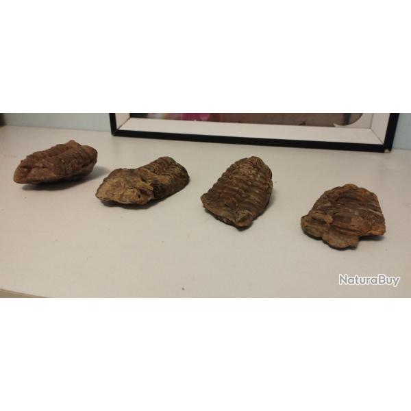 Fossile et minraux trilobite collection antiquit lot animaux dinosaure