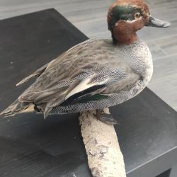 Taxidermie canard sarcelle