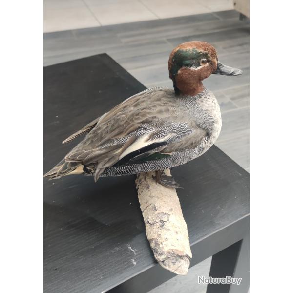 Taxidermie canard sarcelle