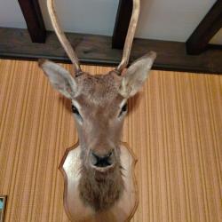 Taxidermie TETE de DAGUET