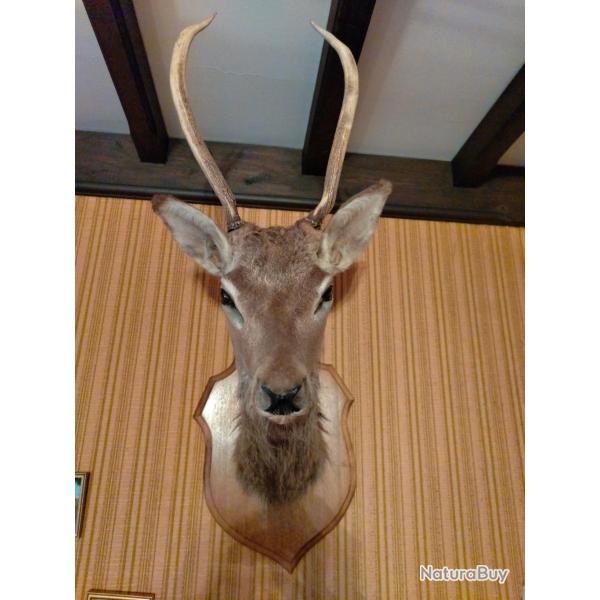 Taxidermie TETE de DAGUET