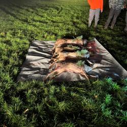 Traqueurs avec chiens 67