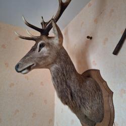 Vente tête de cerf