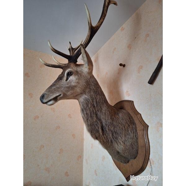 Vente tte de cerf