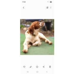 Saillie épagneul breton lof