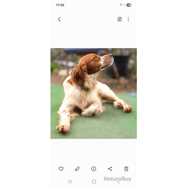 Saillie pagneul breton lof