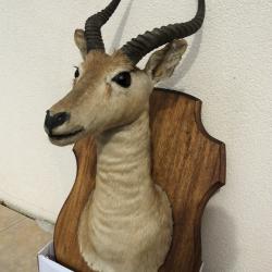 Troph&eacute;e Cob de Buffon (Taxidermie)