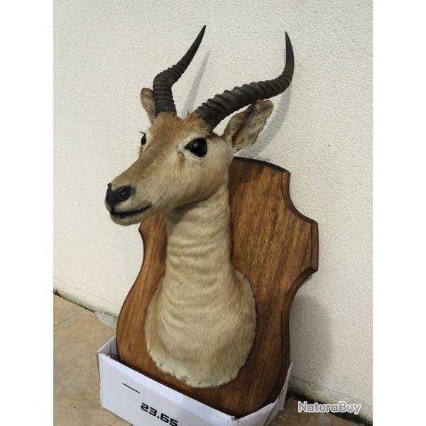 Troph�e Cob de Buffon (Taxidermie)