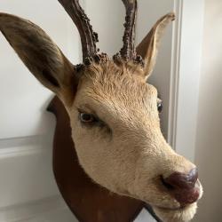 belle tête de chevreuil naturalisé sur écusson chêne, petits bois