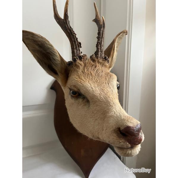 belle t�te de chevreuil naturalis� sur �cusson ch�ne, petits bois