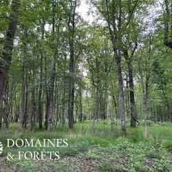 Propriété forestière Sud de la Brenne (36) 78 hectares DF-628-B