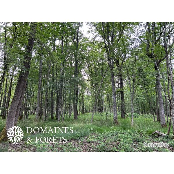 Propri�t� foresti�re Sud de la Brenne (36) 78 hectares DF-628-B